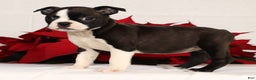 Boston Terrier dogs for sale: Ellie - Ad 4