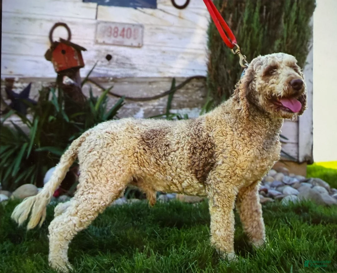 Cavapoo dogs for sale: Abby - Ad 6