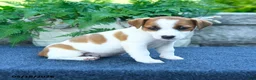 Jack Russell Terrier dogs for sale: Jasmine - Ad 5
