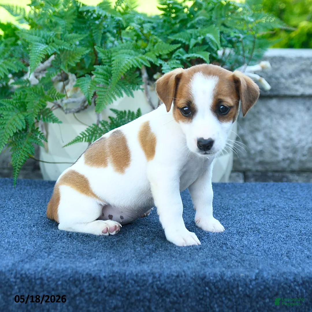 Jack Russell Terrier dogs for sale: Jasmine - Ad 5