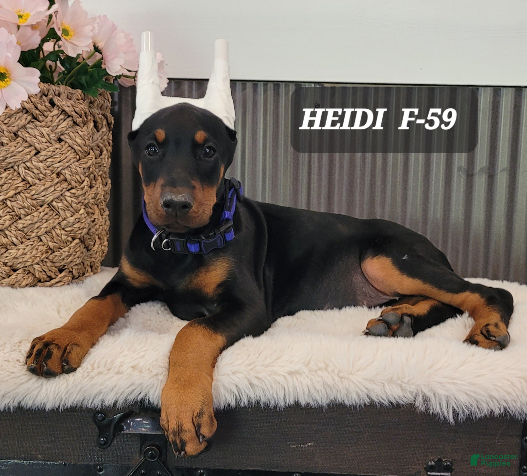 Doberman Pinscher dogs HEIDI - Ad 29