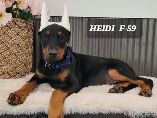 Doberman Pinscher dogs HEIDI - Ad 29