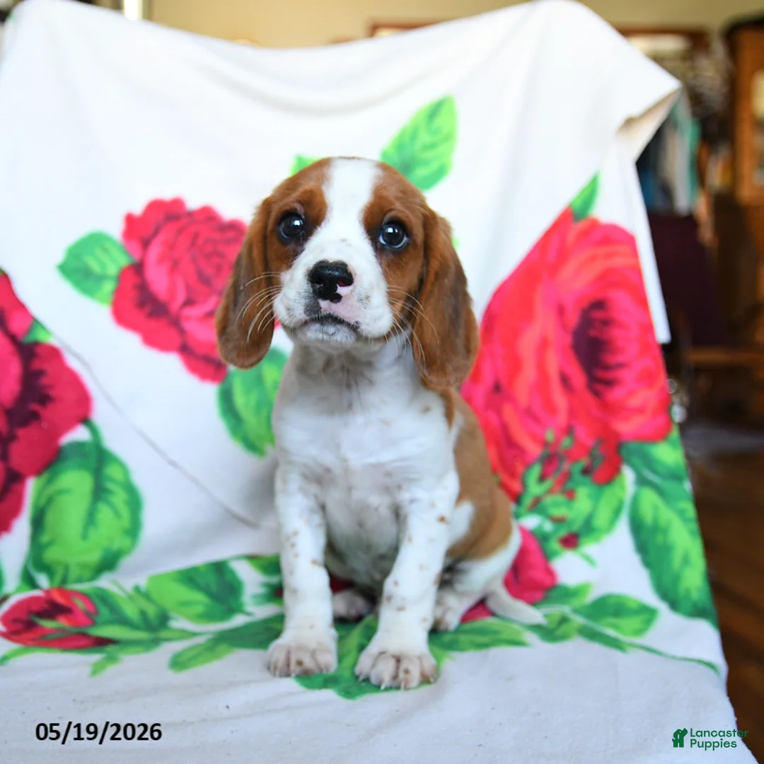 Beaglier dogs for sale: Crandall - Ad 1