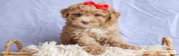Miniature Poodle dogs for sale: ANDREW - Ad 5