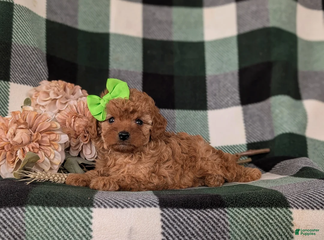 Cavapoo dogs for sale: Ivy - Ad 4