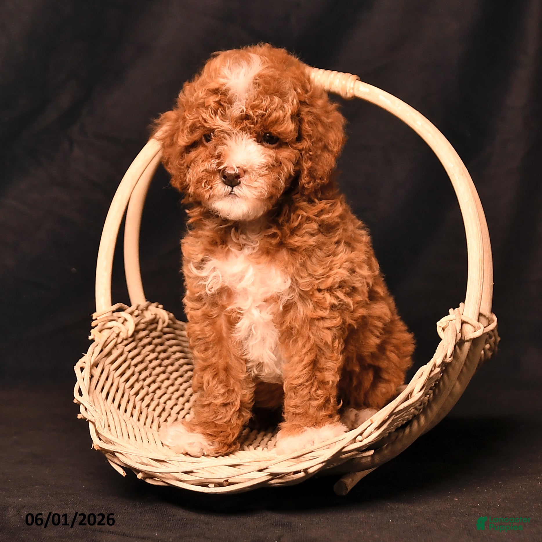 Toy Poodle dogs Dallas - Ad 2