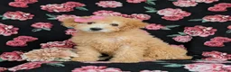 Miniature Labradoodle dogs for sale: Mollie Hypoallergenic - Ad 2