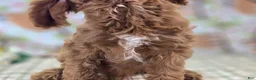 Cavapoo dogs for sale: Iceberg - Ad 30