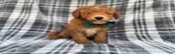 Mini Aussiedoodle dogs for sale: Ozzy - Ad 3