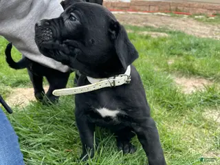 Cane Corso dogs for sale: Cane Corso Puppy 6 - Ad 4