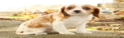 Cavalier King Charles Spaniel dogs for sale: Zaylee - Ad 7