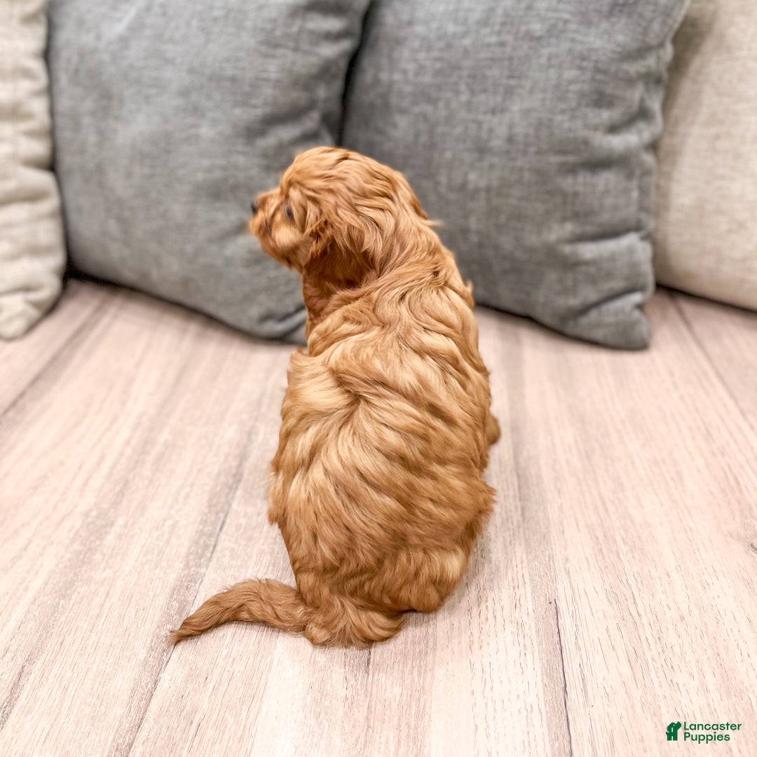 Cavapoo dogs for sale: Wally - Ad 5