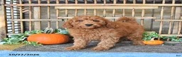 Mini Goldendoodle dogs for sale: Arlo - Ad 1