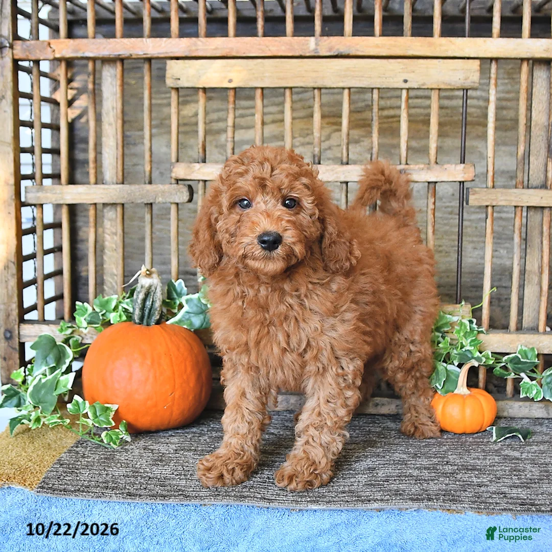 Mini Goldendoodle dogs for sale: Arlo - Ad 1