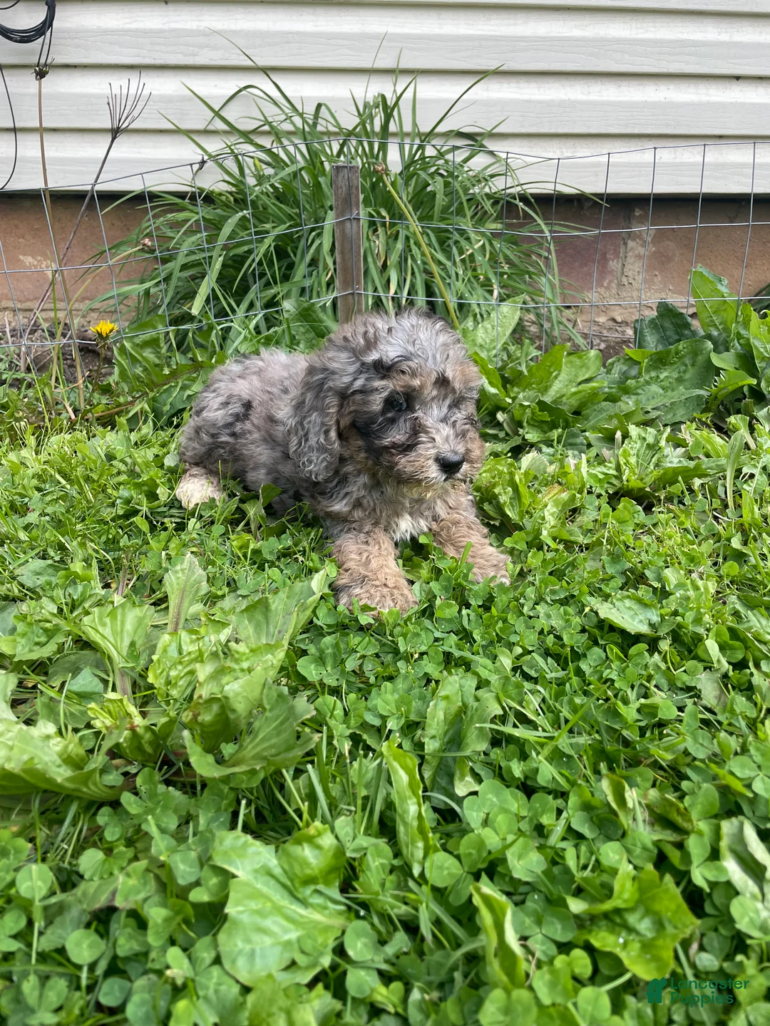 Cockapoo dogs for sale: Cockapoo Puppy 3 - Ad 2