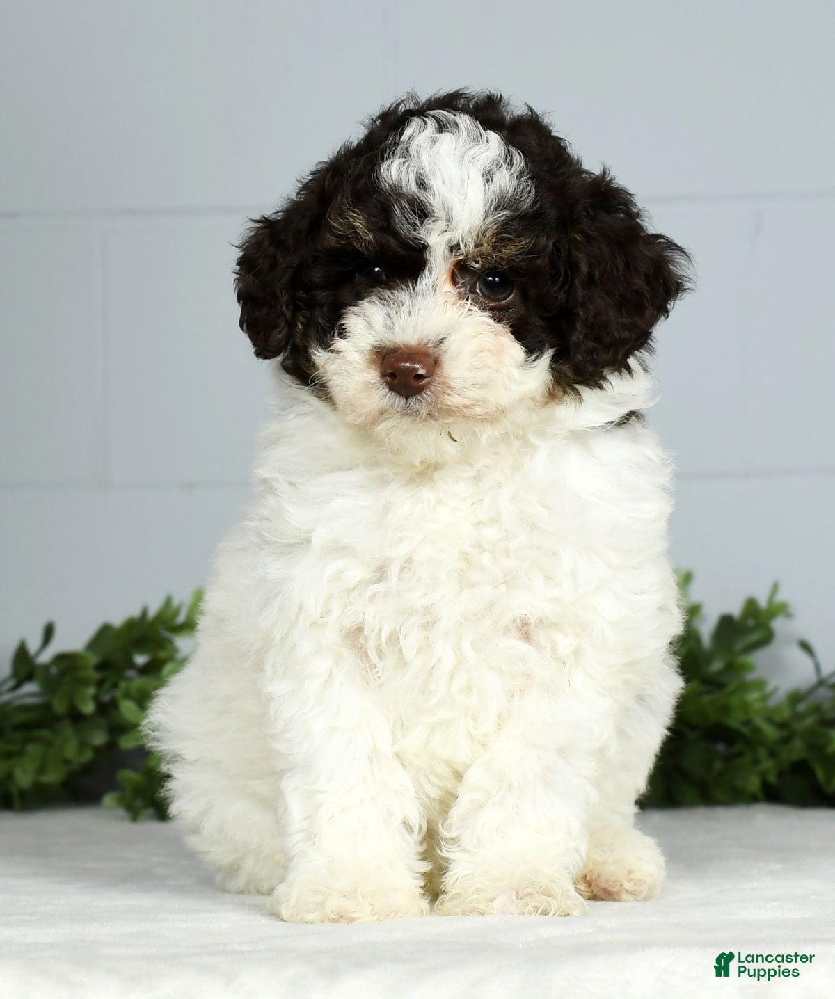 Miniature Poodle dogs Jill - Ad 38