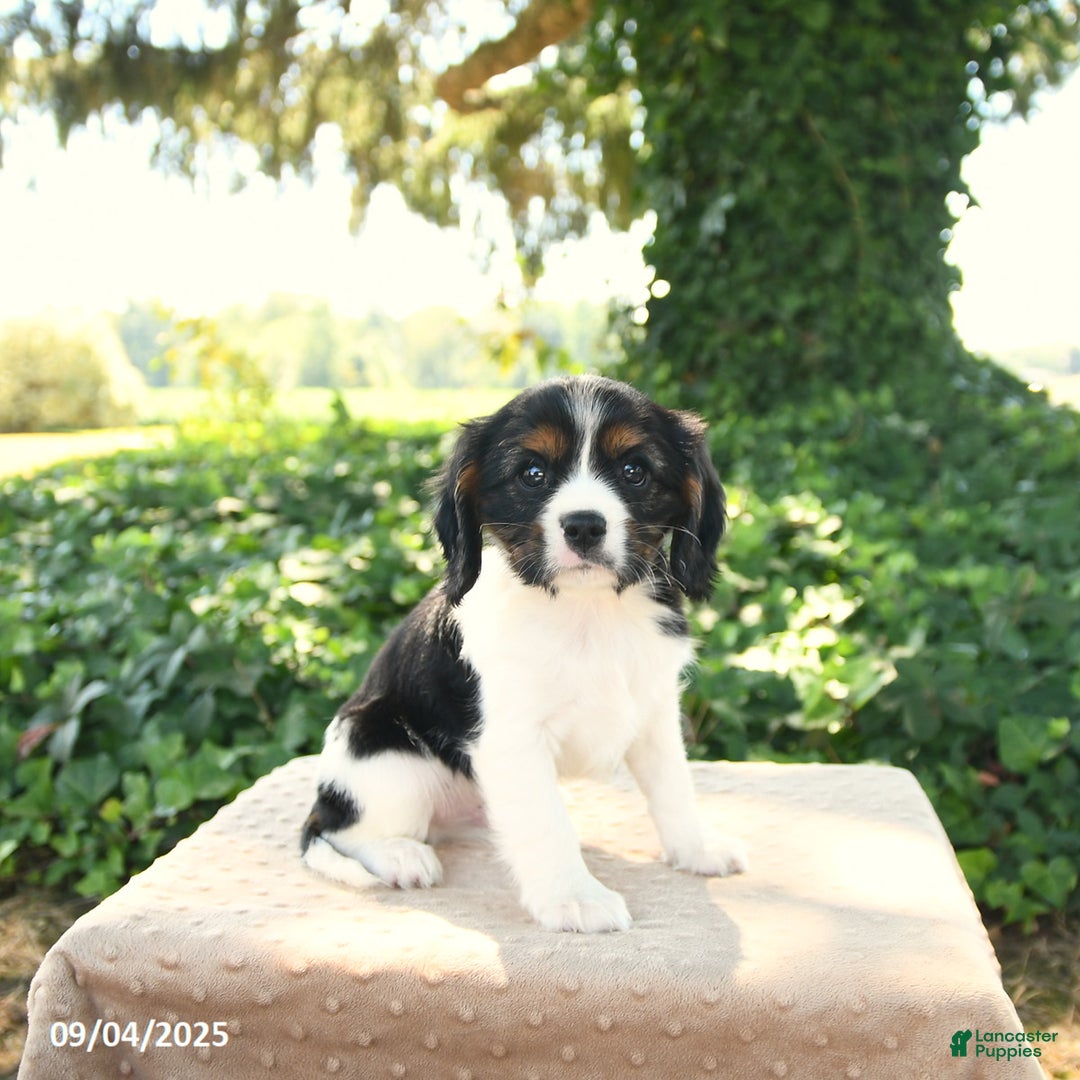 Cavalier King Charles Spaniel dogs for sale: Kipling - Ad 2