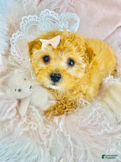 Toy Poodle dogs Toy Poodle Puppy 1 - Ad 2
