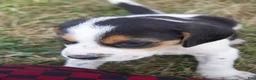 Mixed Breed dogs for sale: Mixed Breed 1 - Ad 3