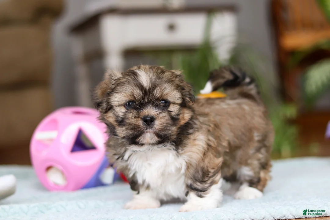 Shih Tzu dogs for sale: Carlson - Ad 9