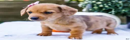 Mixed Breed dogs for sale: Coco - Ad 24