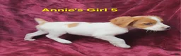Brittany Spaniel dogs for sale: AKC/UKC French Brittany Annie's Girl 5 - Ad 5
