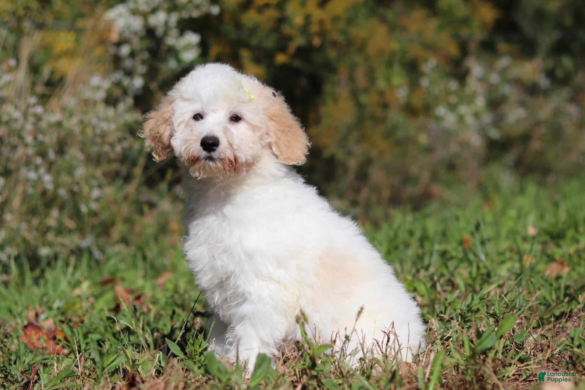 Miniature Poodle dogs Maisie (AKC) - Ad 2
