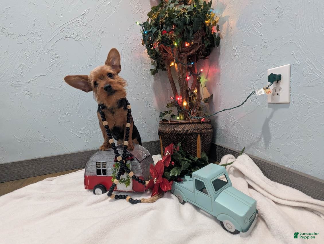 Yorkshire Terrier dogs Moose - Ad 15