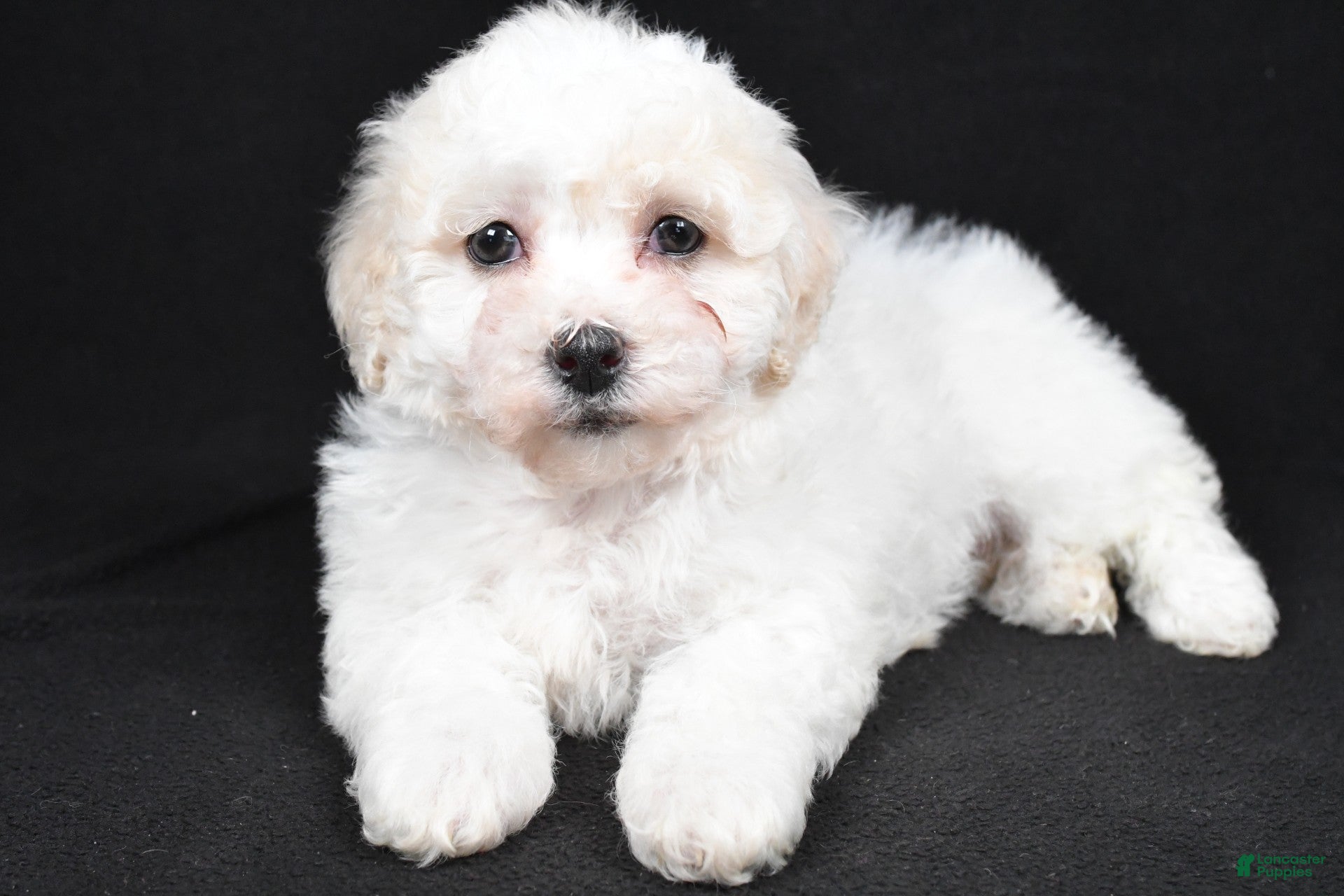 Bichpoo dogs terra - Ad 40