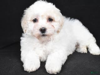 Bichpoo dogs terra - Ad 31