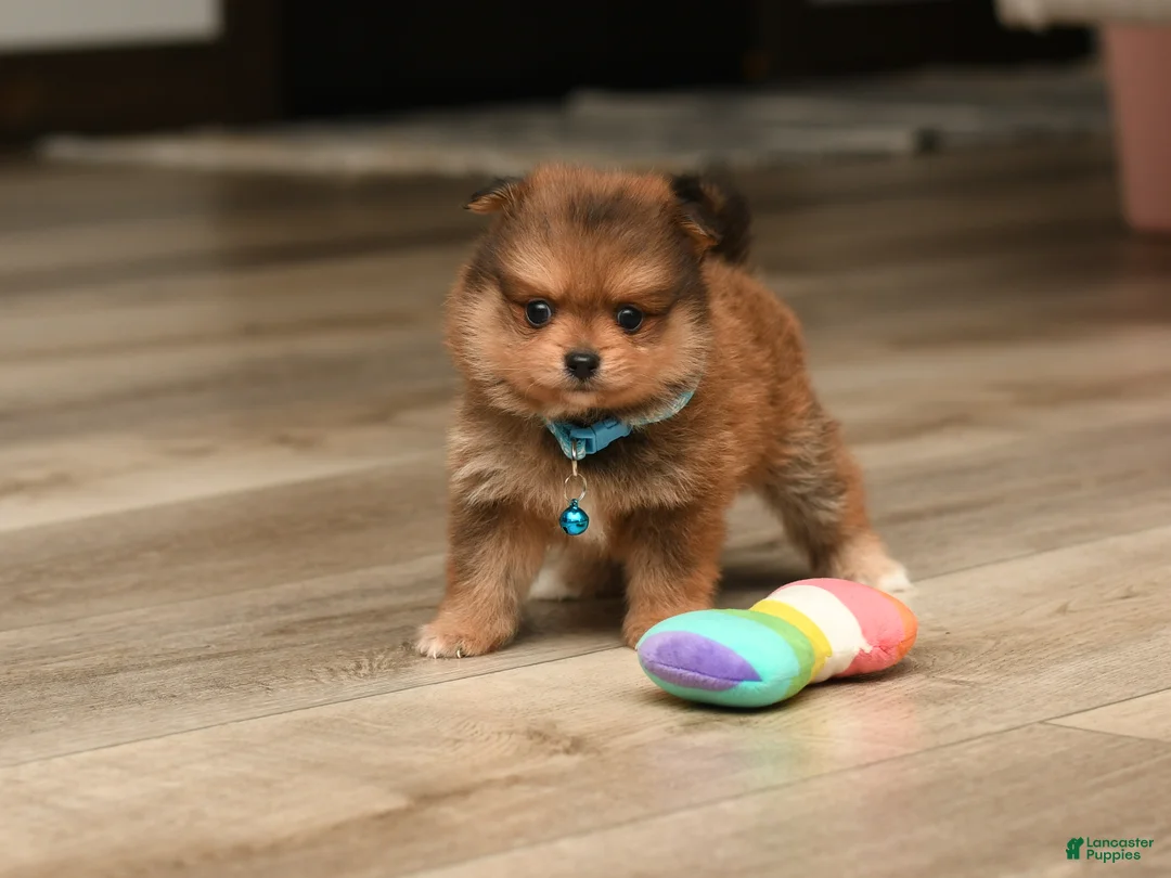 Pomeranian dogs for sale: Theo - Ad 3