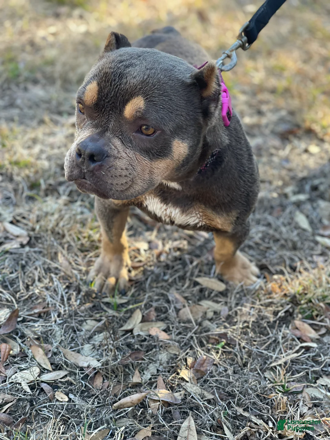 American Bully dogs for sale: American Bully Puppy 1 - Ad 1
