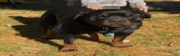 Rottweiler dogs for sale: Blaze - Ad 10