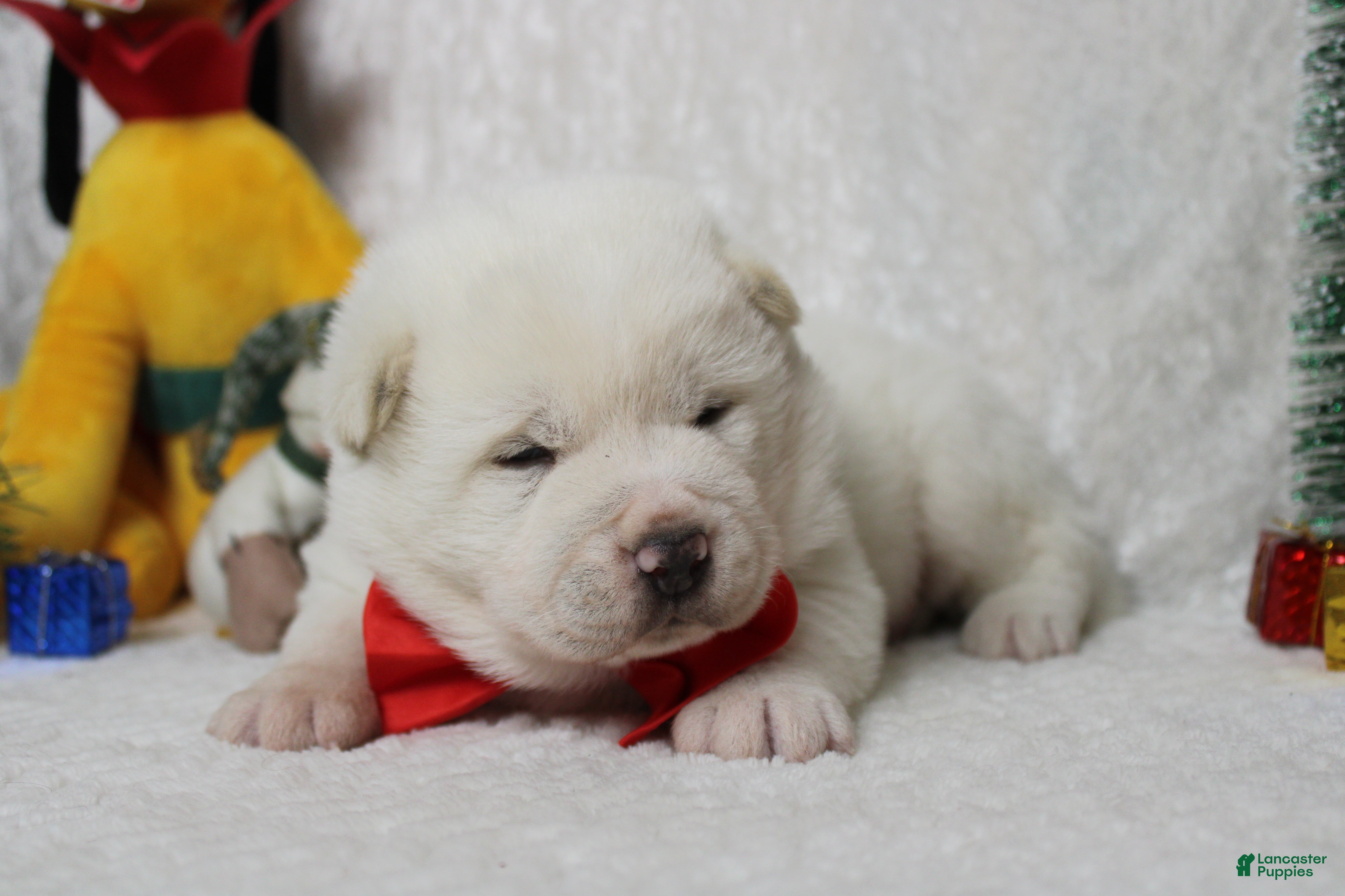 Akita dogs Jack  - Ad 6