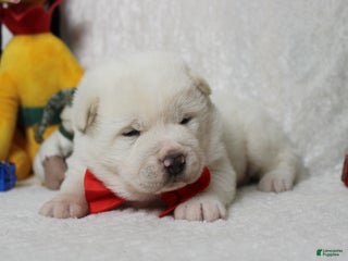 Akita dogs Jack - Ad 6