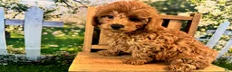 Maltipoo dogs for sale: Oliver - Ad 4