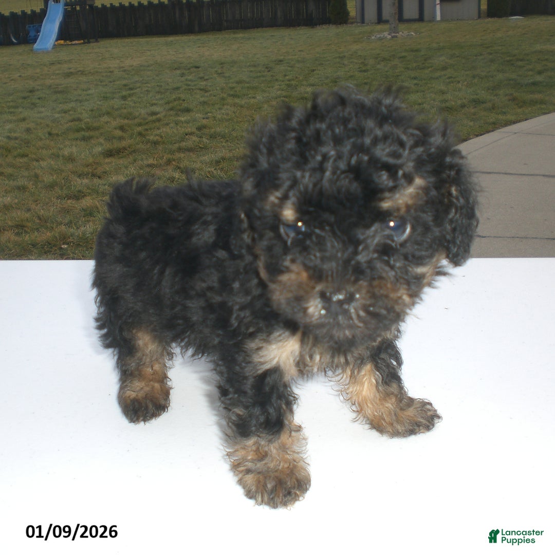 Yorkiepoo dogs for sale: Abby - Ad 5