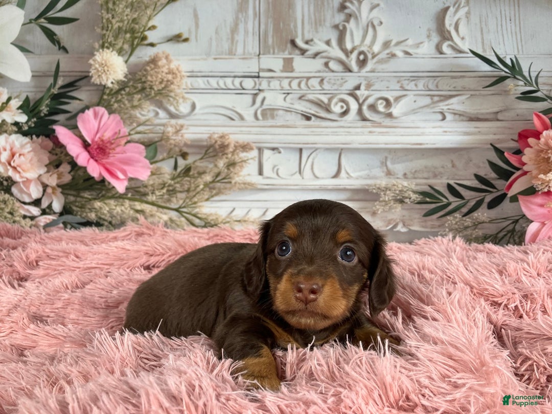Miniature Dachshund dogs for sale: AKC-Porter - Ad 10