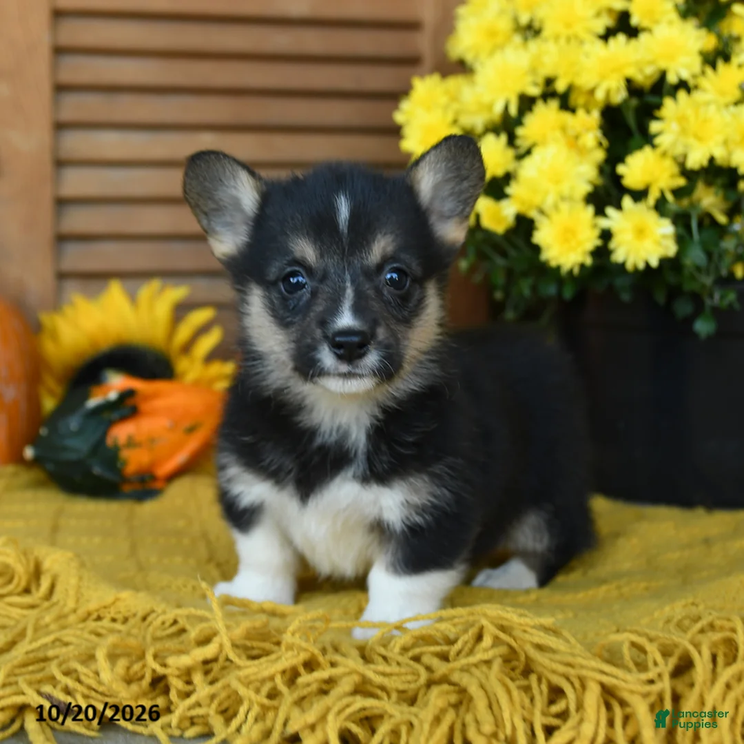 Welsh Corgi Pembroke dogs for sale: Delilah - Ad 1
