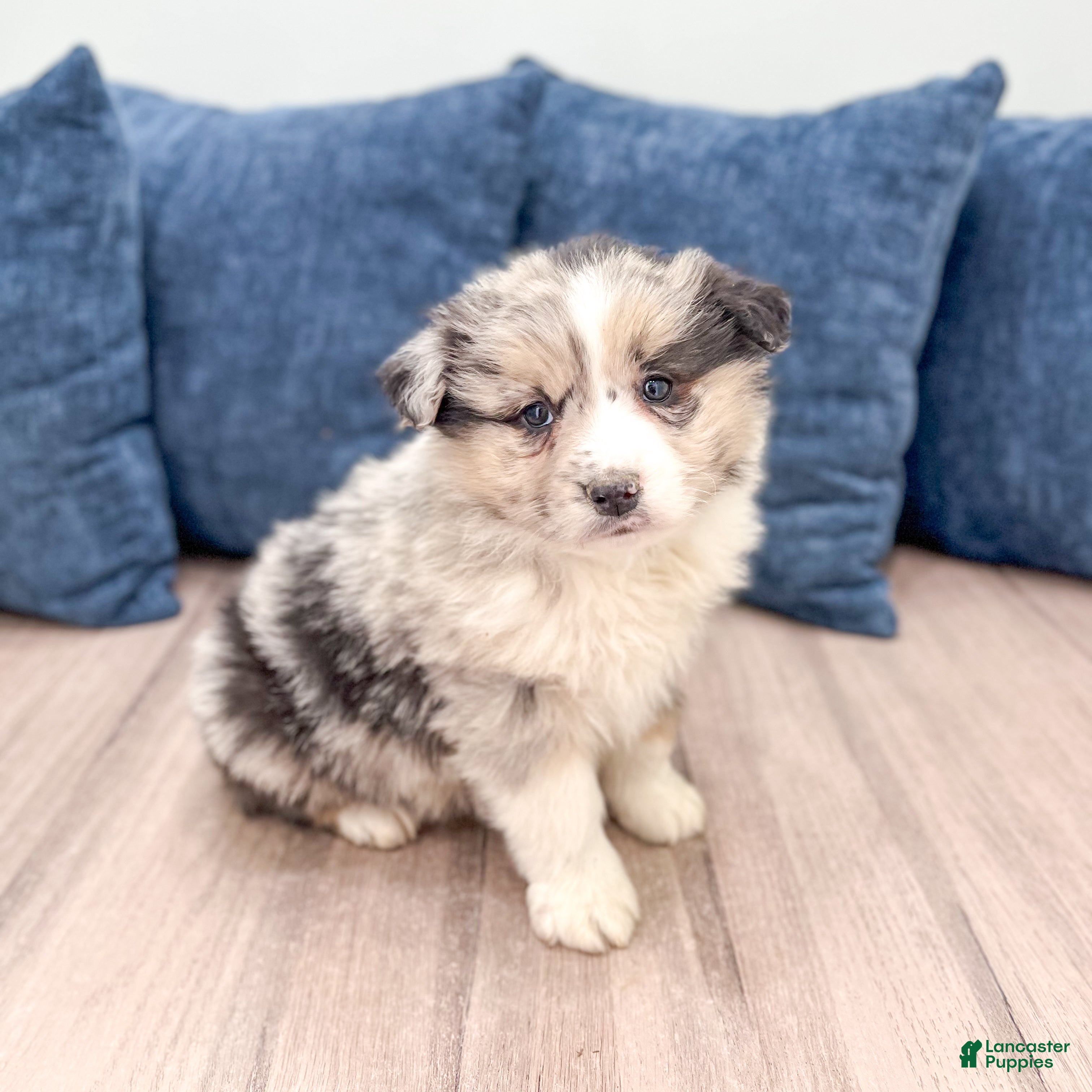 Australian Shepherd dogs Monty - Ad 2