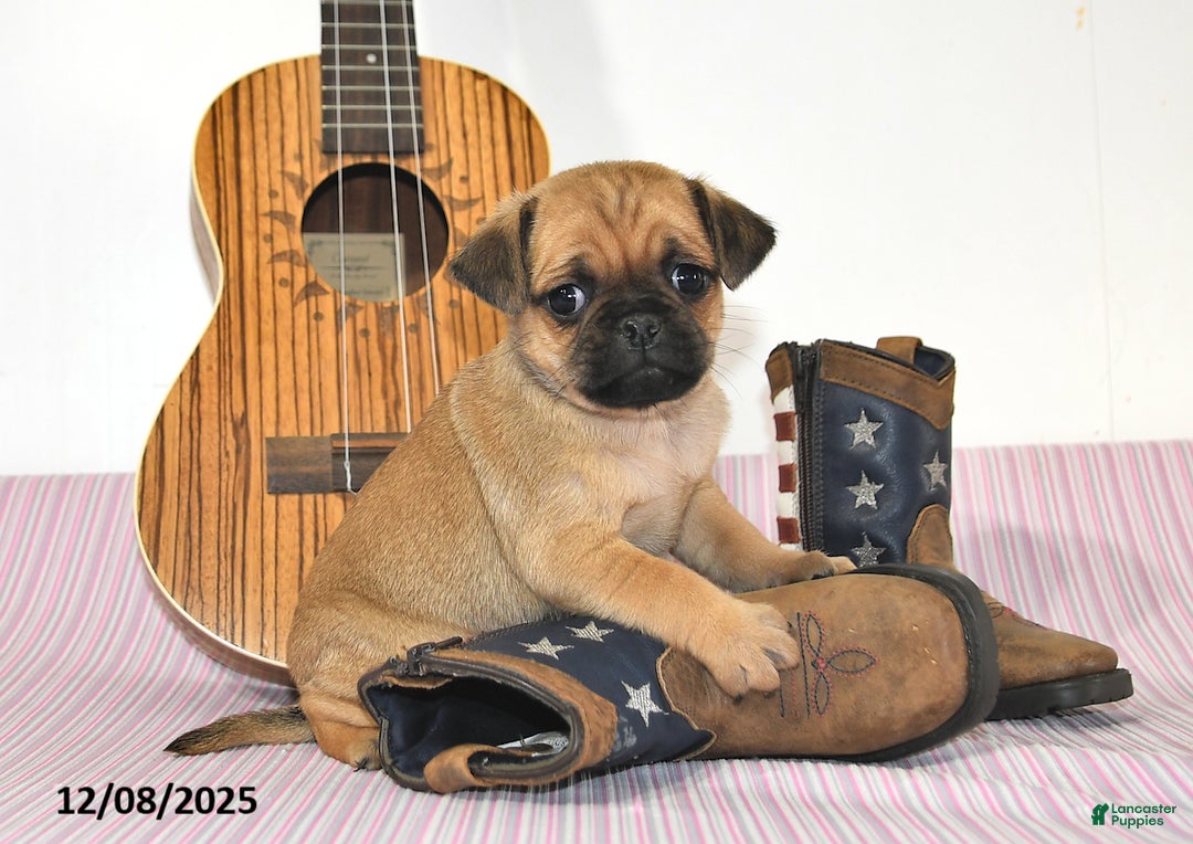 Jug dogs for sale: Alex - Ad 5