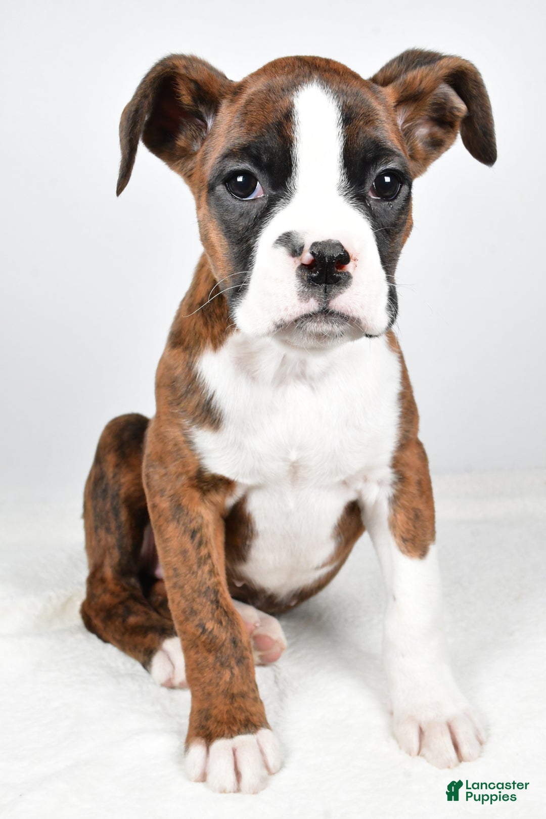 Boxer dogs for sale: Amber - Ad 8