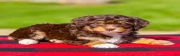 Mini Aussiedoodle dogs for sale: Bella - Ad 3