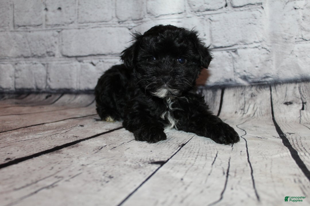 Morkie dogs for sale: Tinsel - Ad 4