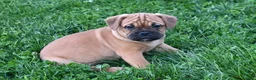 Mixed Breed dogs for sale: Theo - Ad 1