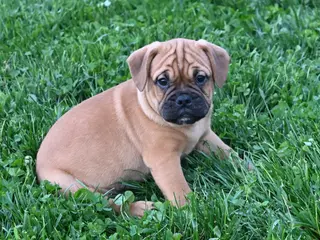 Mixed Breed dogs for sale: Theo - Ad 2