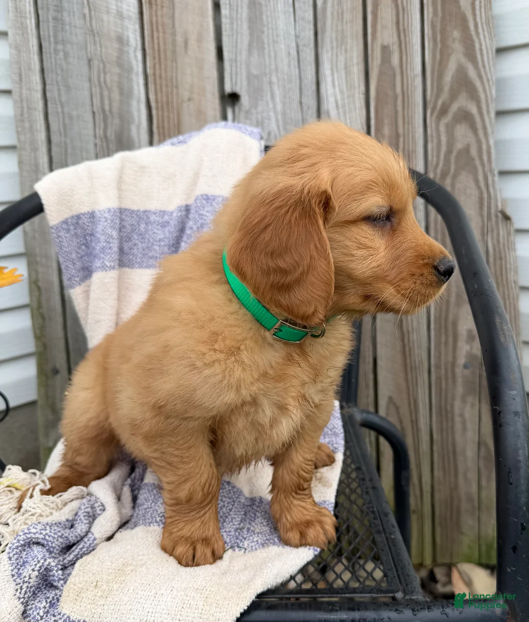 Golden Retriever dogs for sale: Duke - Ad 2