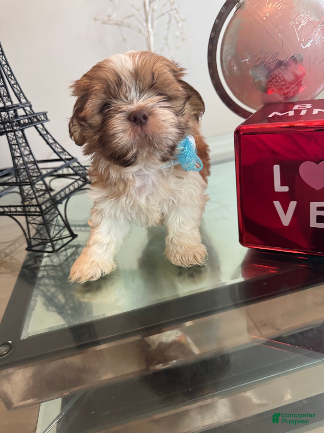 Premier Pups Home Breed Dog For Sale Premier Pups Mini Dog