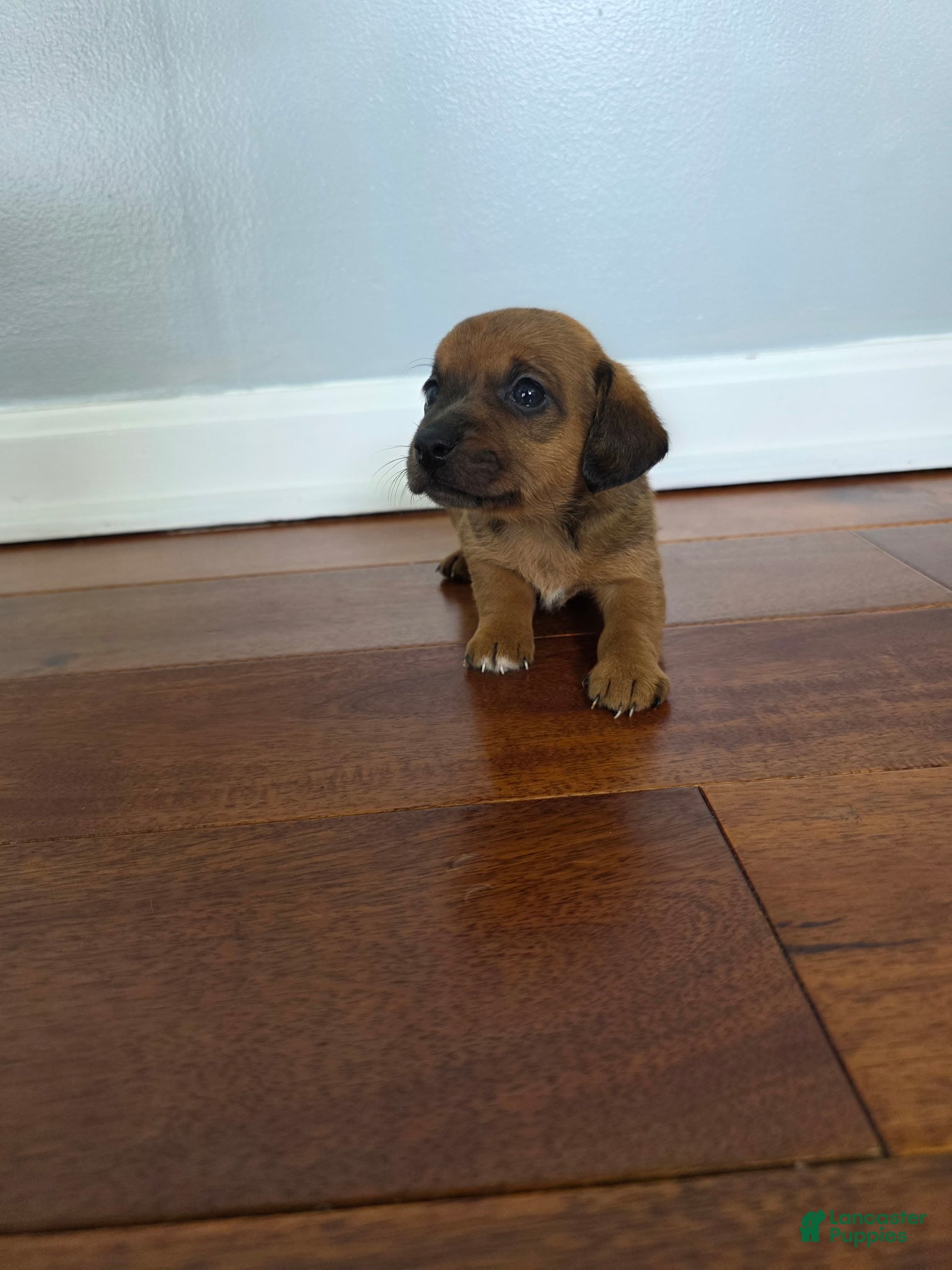 Miniature Dachshund dogs Kelly - Ad 23