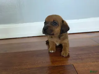 Miniature Dachshund dogs Kelly - Ad 30